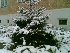 Schöner Weihnachtsbaum! ^^