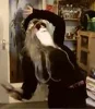 Originalcharakter