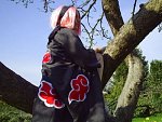 Cosplay-Cover: Akatsuki Sakura