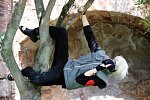 Cosplay-Cover: Kakashi Hatake