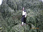 Cosplay-Cover: Uchiha Itachi (Anbu-Vesion)