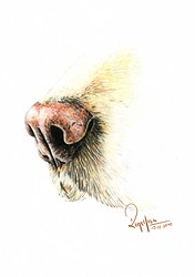 Cover: Hundeschnäuzchen in Buntstift