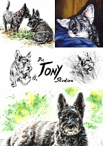 Cover: Die Tony-Studien