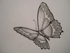 Schmetterling-Tattoo