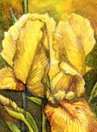Fanart: Gelbe Iris