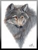Grauer Wolf in Pastell