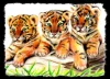 Tigerbabies