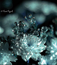 Cover: Blue Christmas Flower