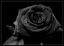 Cover: Die Schwarze Rose