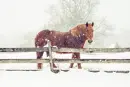 Cover: It's cold outside - let me in