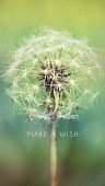 Cover von: Make a Wish