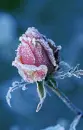 Cover: holding out for christmas