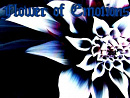 Cover: Flower Of Emotions