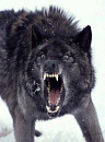 Cover: Das Wolfsmädchen