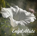Cover: Engelsblüte