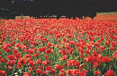 Cover: Rote Blumen