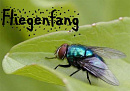 Cover: Fliegenfang