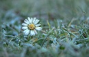 Cover: Gänseblümchen im Winter