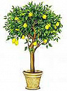 Cover: Lemon tree