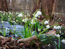 Cover: Frühlingsmädchen