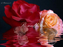 Cover: Rosenblüten