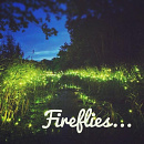 Cover: Fireflies