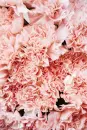 Cover: Von seltenen Blumen ...