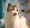 Cover: Kakashi, der einäugige Kater