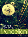 Cover: Dandelion