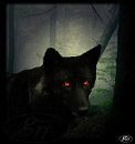 Cover: Der schwarze Hund