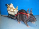 Cover: Weihnachtsratte