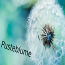 Cover: Pusteblume