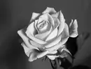Cover: Wilde Rose