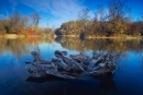 Cover: Der Wald und das Wasser