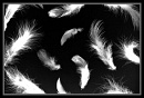 Cover: Feathers