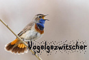 Cover: Vogelgezwitscher
