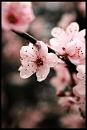 Cover: In der Zeit der Kirschblüten
