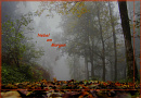 Cover: Nebel am Morgen