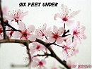 Cover: Six Feet Under