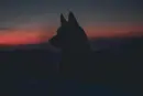 Cover: Wolfsherzen