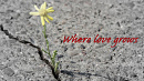 Cover: Where love grows