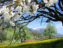 Cover: Der Frühling beginnt