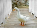 Cover: Eine Ente namens Daphne