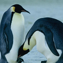 Cover: Pinguine während der Paarungszeit