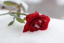 Cover: A Single Red Rose