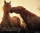 Cover: Fidelity