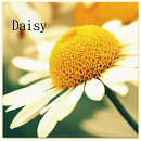 Cover: Daisy