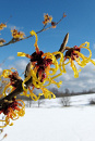 Cover: Hamamelis Albineana