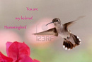 Cover: Du bist mein Geliebter Kolibri