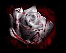 Cover: Bloody Rose